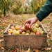 Working in the fall picking apples